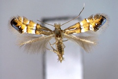 Phyllonorycter mongolicae