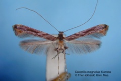 Caloptilia magnoliae