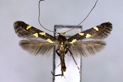 Caloptilia octopunctata