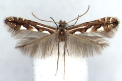 Phyllonorycter achilleus