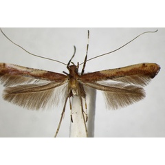 /filer/webapps/moths_gc/media/images/N/nobilella_Caloptilia_HT_ZSM.jpg