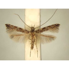 /filer/webapps/moths_gc/media/images/O/ochnivora_Conopomorphina_PT_TMSA6054.jpg