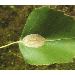 /filer/webapps/moths_gc/media/images/C/corylifoliella_Phyllonorycter_M_Kirichenko-et-al_2017b_188.jpg