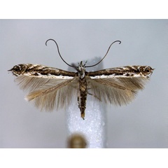 /filer/webapps/moths_gc/media/images/G/gradatella_Micrurapteryx_A_EIHU.jpg