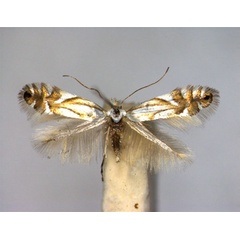 /filer/webapps/moths_gc/media/images/R/rajella_Phyllonorycter_A_EIHU.jpg