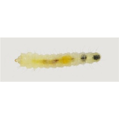 /filer/webapps/moths_gc/media/images/I/issikii_Phyllonorycter_larva_Musolin-etal_2025_31.jpg