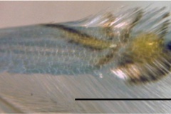 Phyllocnistis indistincta