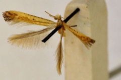 Caloptilia fera