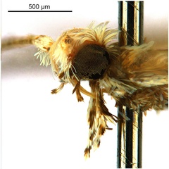 /filer/webapps/moths_gc/media/images/V/virgula_Polydema_HT_head2_ANIC.jpg