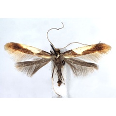 /filer/webapps/moths_gc/media/images/A/alchimiella_Caloptilia_A_WJDP.jpg