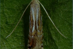 Phyllocnistis hemera