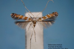 Gibbovalva kobusi