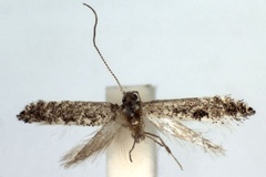 Parornix cotoneasterella