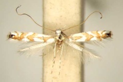 Leucocercops dasmophora