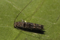 Conopomorphina ochnivora