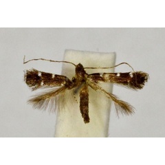 /filer/webapps/moths_gc/media/images/A/autarithma_Acrocercops_ST_BMNH.jpg