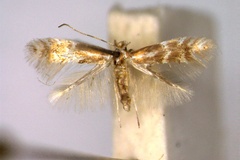 Phyllonorycter juncei madeirae