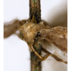 /filer/webapps/moths_gc/media/images/L/leptalea_Acrocercops_ST3_head_ANIC.jpg