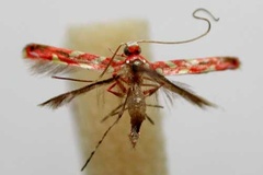 Macarostola eugeniella