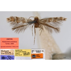 /filer/webapps/moths_gc/media/images/E/enchalcoa_Phyllonorycter_ST7_ANIC.jpg