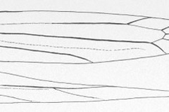 Cameraria torridella