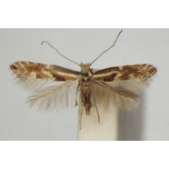 /filer/webapps/moths_gc/media/images/C/cytisella_Phyllonorycter_A_ZSM_4.jpg