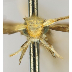 /filer/webapps/moths_gc/media/images/C/cornuta_Diphtheroptilia_PT5_head1_ANIC.jpg