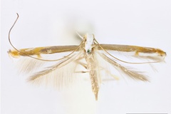 Acrocercops ornata