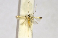 Acrocercops chalinosema