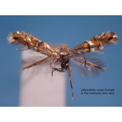 /filer/webapps/moths_gc/media/images/V/viciae_Phyllonorycter_HT_EIHU.jpg