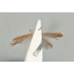 /filer/webapps/moths_gc/media/images/A/australis_Ornica_PLT_ANIC31-087227_ventral.jpg
