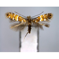 /filer/webapps/moths_gc/media/images/K/kisoensis_Phyllonorycter_PT_EIHU.jpg