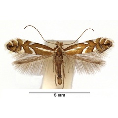 /filer/webapps/moths_gc/media/images/J/junoniella_Phyllonorycter_F_WDP.jpg