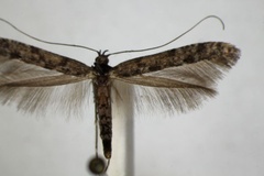 Caloptilia suberinella
