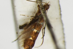 Phyllonorycter iriphanes