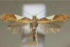 Caloptilia stigmatella