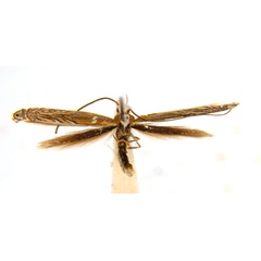 /filer/webapps/moths_gc/media/images/H/heteropsis_Pogonocephala_AM_NULT023365_ANIC.jpg