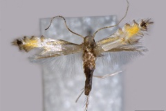 Phyllocnistis helios