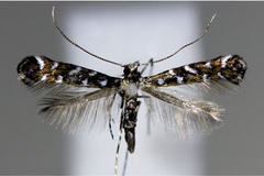 Parectopa ononidis