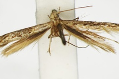 Parectopa trichophysa