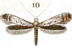 Ornixola nigroscriptella