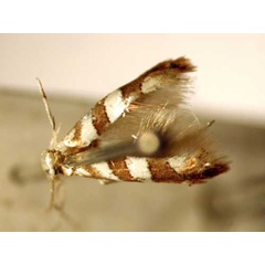 /filer/webapps/moths_gc/media/images/L/loxozona_Phyllonorycter_PT_BMNH.jpg