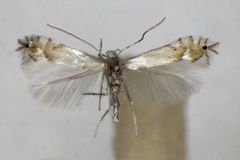 Phyllocnistis labyrinthella