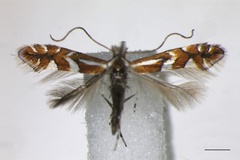 Phyllonorycter mespilella