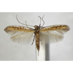 /filer/webapps/moths_gc/media/images/A/anagensis_Aspilapteryx_PT_ZSM_3.jpg