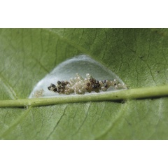 /filer/webapps/moths_gc/media/images/S/spermotrophus_Cuphodes_PT_cocoon2_Triberti-etal_2026_129.jpg