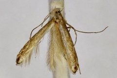Epicephala ancylopa