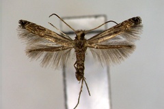 Stomphastis chalybacma
