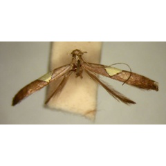 /filer/webapps/moths_gc/media/images/I/isotoma_Caloptilia_HT_TMSA326.jpg