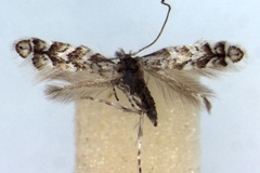 Triberta helianthemella